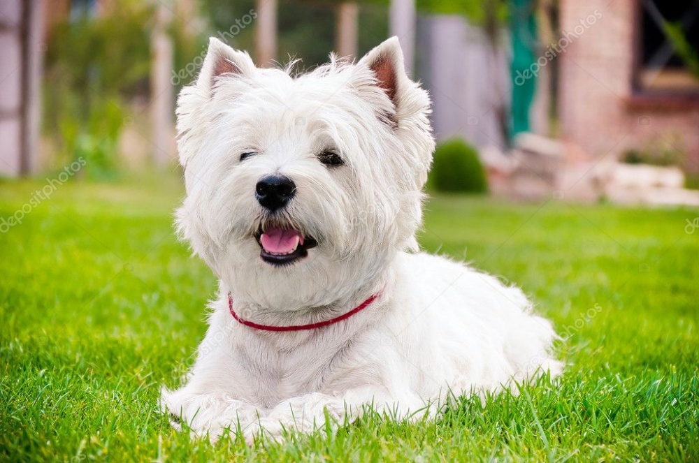 depositphotos_11825844-stock-photo-westie-on-the-green-grass.jpg