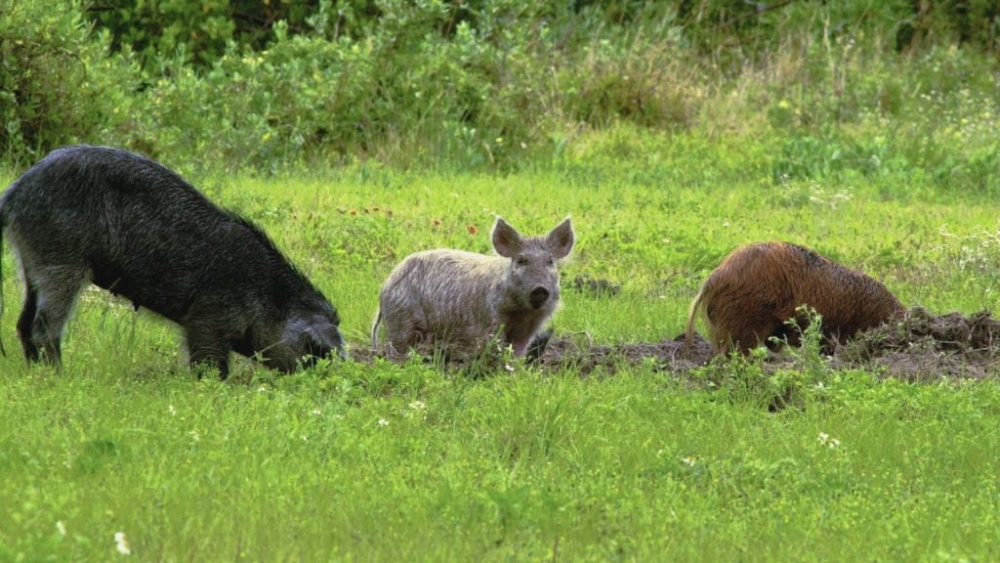 swine-digging-usda-edit-1024x576.jpg