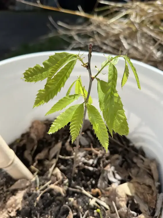 American Chestnut Sapling 002.webp