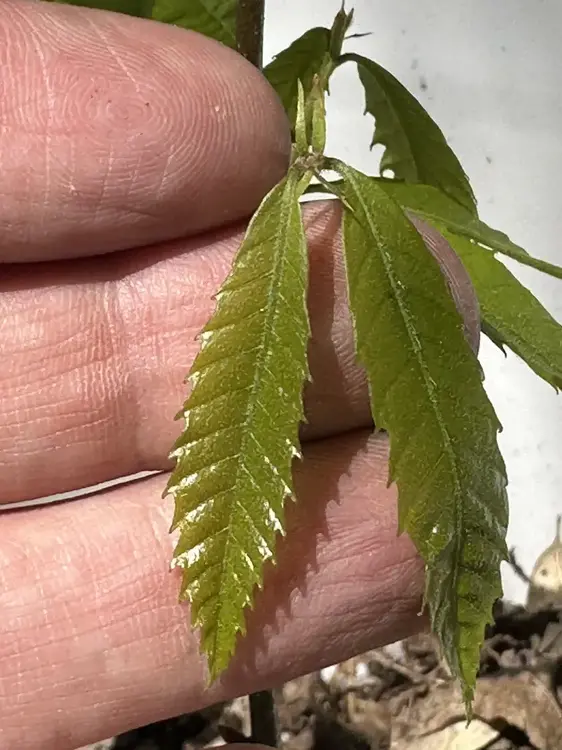 American Chestnut Sapling 005.webp